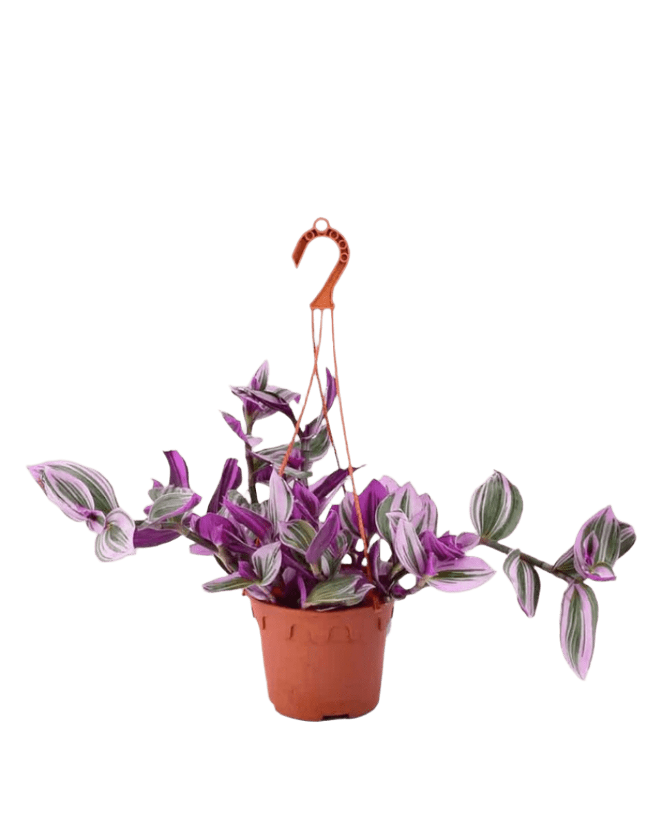 Tradescantia Nanouk in a grow pot