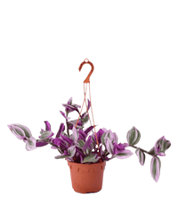 Tradescantia Nanouk in a grow pot