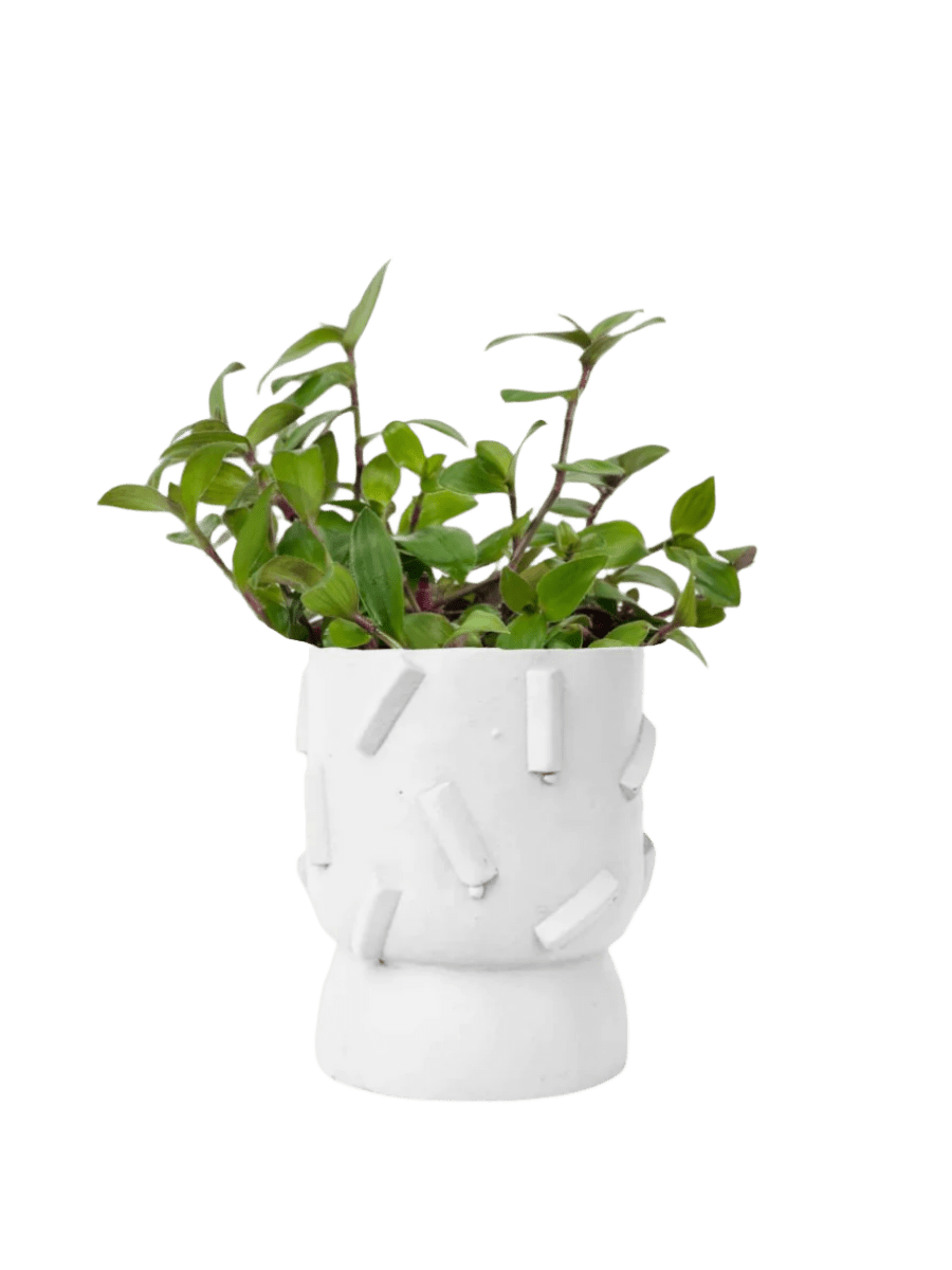 dash planter - white