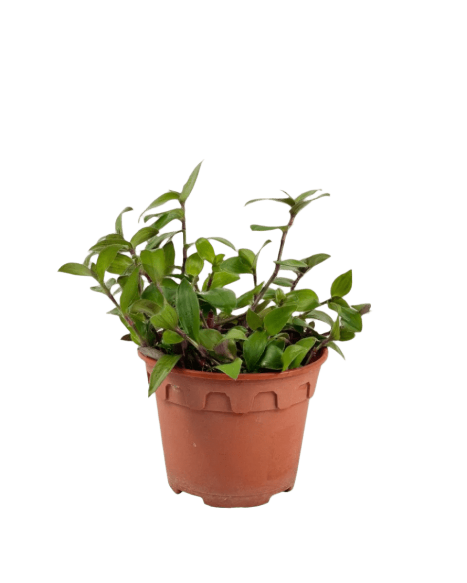 Tradescantia "Red Hill" - Potted plant - POTT - TRAD - GRW - 5410 - Tumbleweed Plants - Online Plant Delivery Singapore