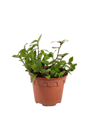 Tradescantia "Red Hill" - Potted plant - POTT - TRAD - GRW - 5410 - Tumbleweed Plants - Online Plant Delivery Singapore