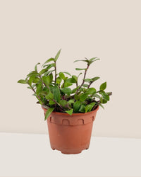 Tradescantia "Red Hill" - grow pot - Potted plant - Tumbleweed Plants - Online Plant Delivery Singapore