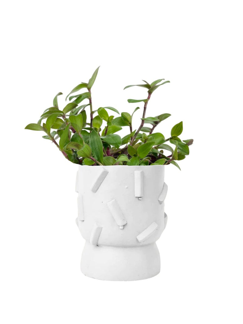 Tradescantia "Red Hill" - grow pot - Potted plant - Tumbleweed Plants - Online Plant Delivery Singapore