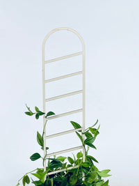 Trellis - E - Plant Stand - Tumbleweed Plants - Online Plant Delivery Singapore