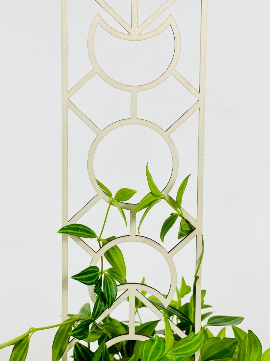 Trellis - E - Plant Stand - Tumbleweed Plants - Online Plant Delivery Singapore