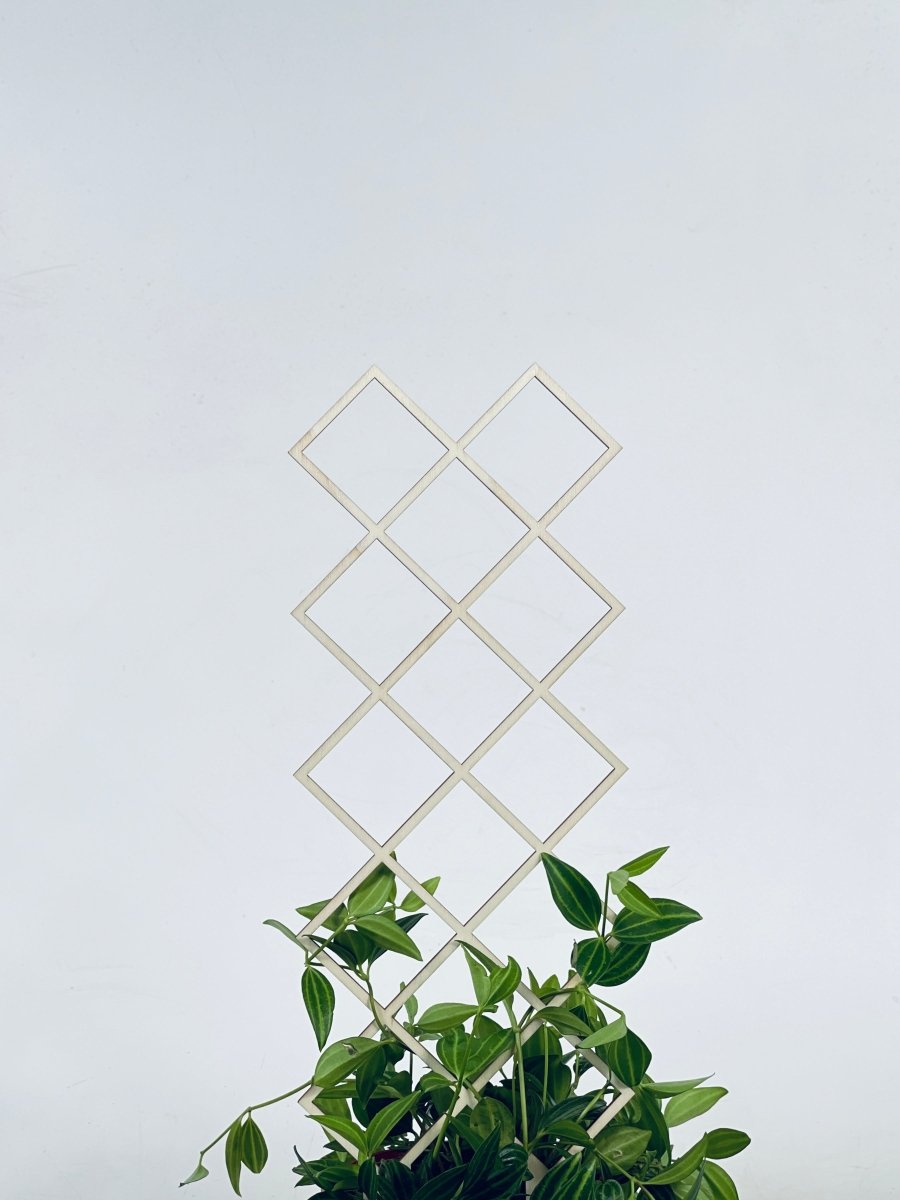 Trellis - E - Plant Stand - Tumbleweed Plants - Online Plant Delivery Singapore