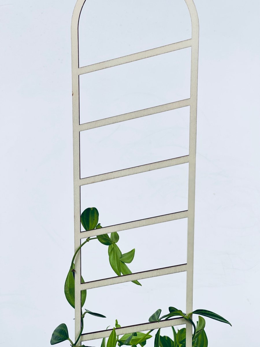 Trellis - E - Plant Stand - Tumbleweed Plants - Online Plant Delivery Singapore