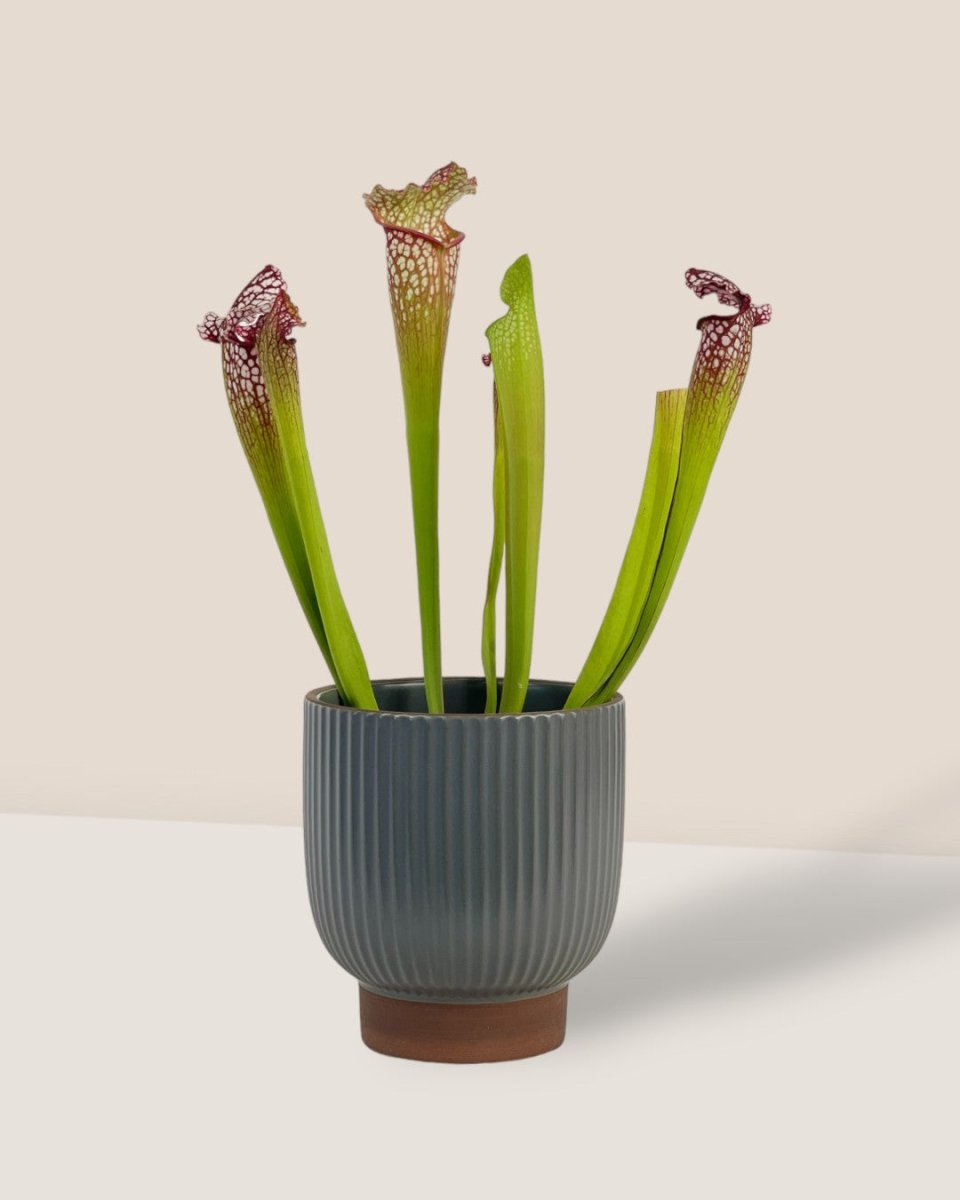 Trumpet Pitcher Plant - grow pot - Potted plant - Tumbleweed Plants - Online Plant Delivery Singapore