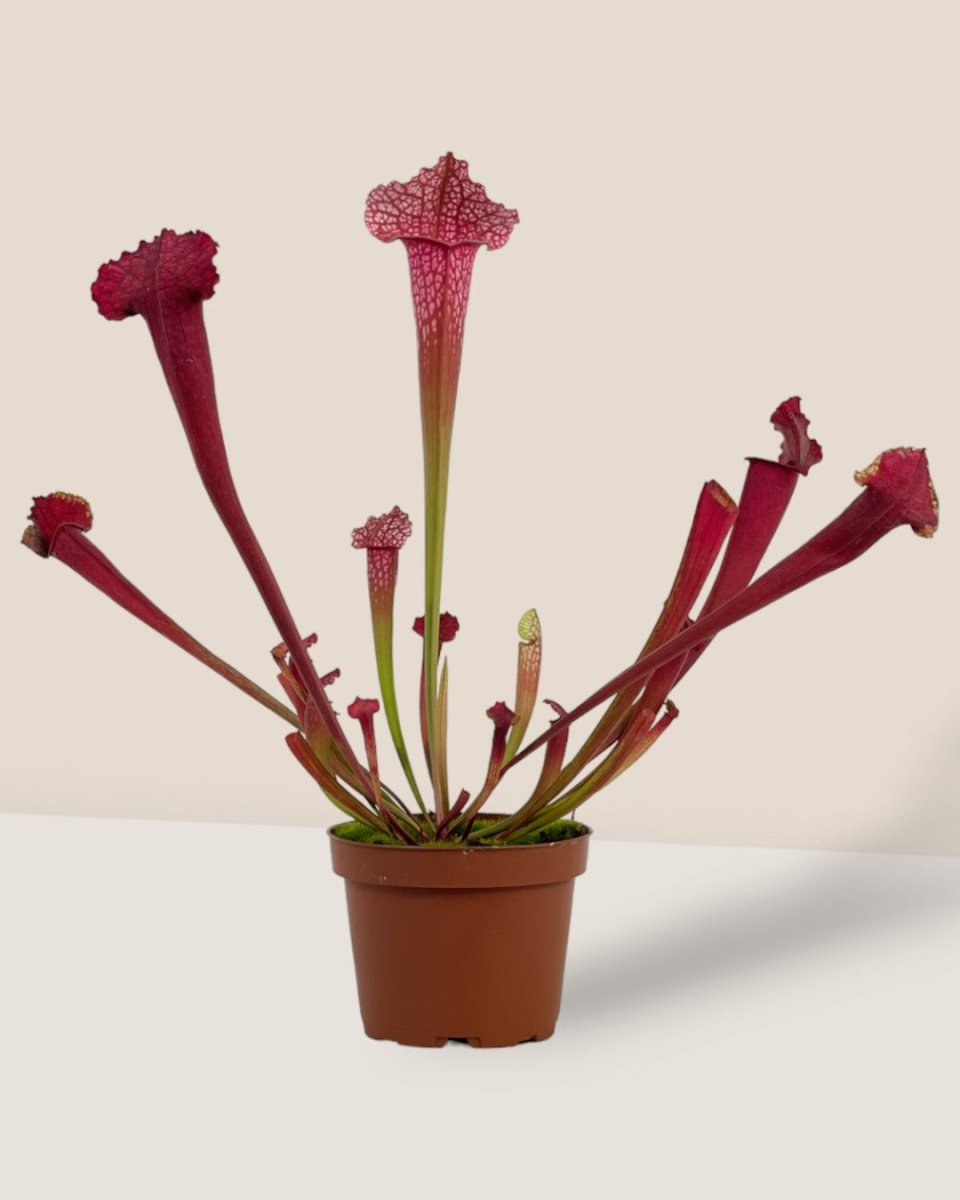 Trumpet Pitcher Plant - grow pot - Potted plant - Tumbleweed Plants - Online Plant Delivery Singapore