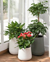 Tulip Pot - HydroEase Planter - XL - Pots - 5507179584566 - Tumbleweed Plants - Online Plant Delivery Singapore