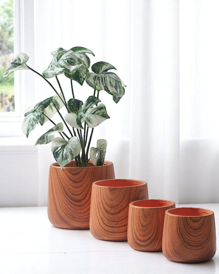 Tulip Wood Pots - Medium - Planter - 4825220809833 - Tumbleweed Plants - Online Plant Delivery Singapore