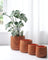 Tulip Wood Pots- Small