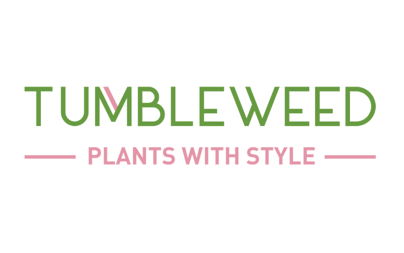 Understanding Root Bound Plants in Singapore | Tumbleweed Plants Singapore