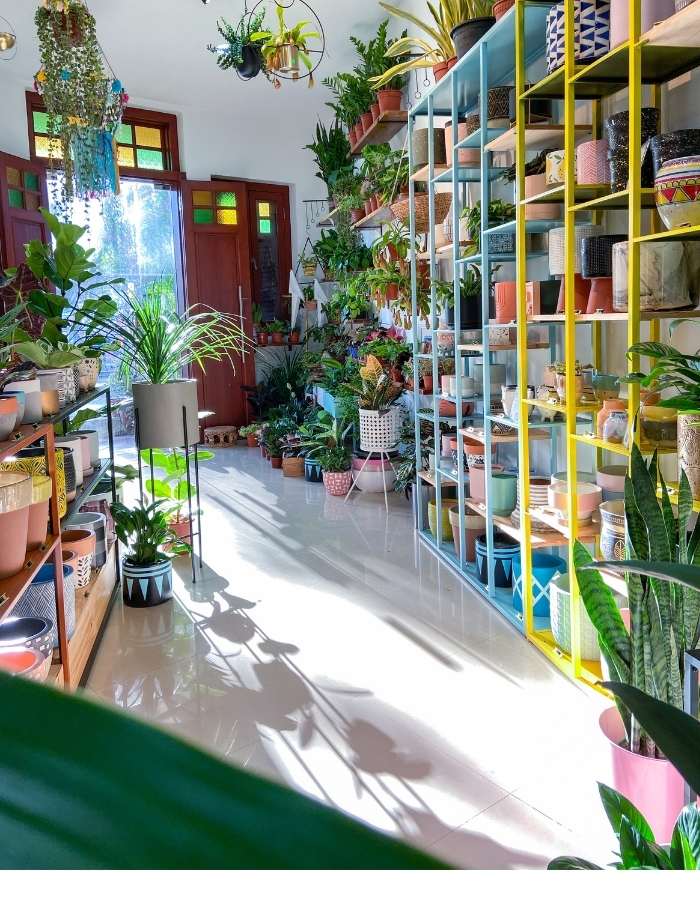 Shelves of plants and pots inside the store
