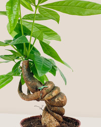 Twisted Curl Money Tree - grow pot - Potted plant - Tumbleweed Plants - Online Plant Delivery Singapore