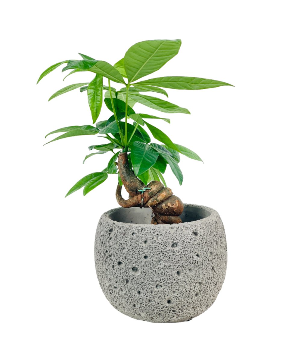 Twisted Curl Money Tree - grow pot - Potted plant - Tumbleweed Plants - Online Plant Delivery Singapore