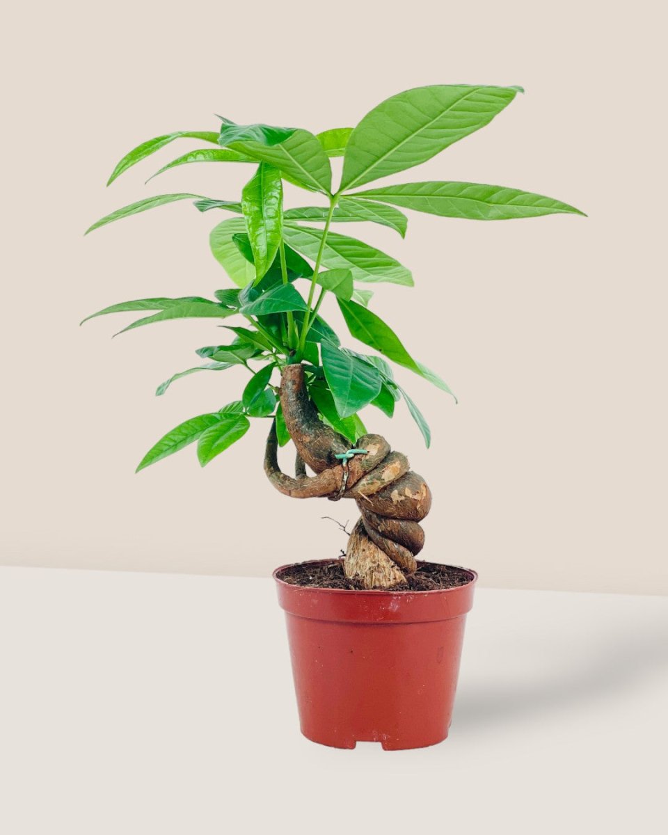 Twisted Curl Money Tree - grow pot - Potted plant - Tumbleweed Plants - Online Plant Delivery Singapore