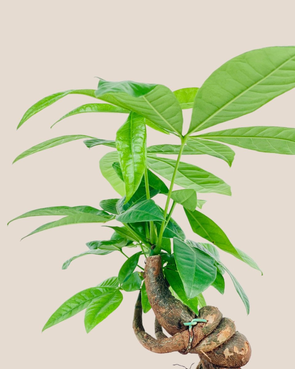 Twisted Curl Money Tree - grow pot - Potted plant - Tumbleweed Plants - Online Plant Delivery Singapore