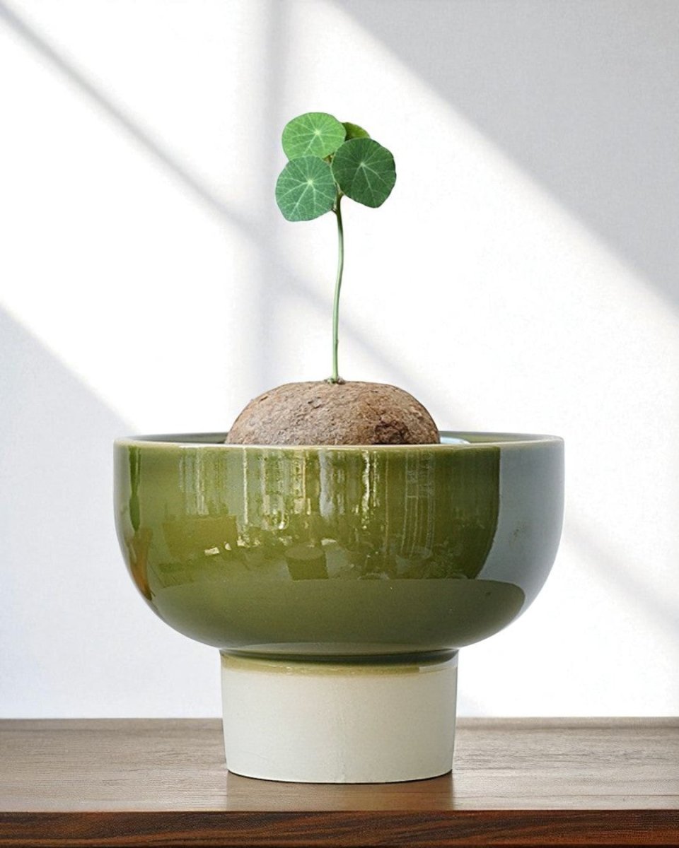Two - Tone Bowl Pot - Planter - 5366447371355 - Tumbleweed Plants - Online Plant Delivery Singapore