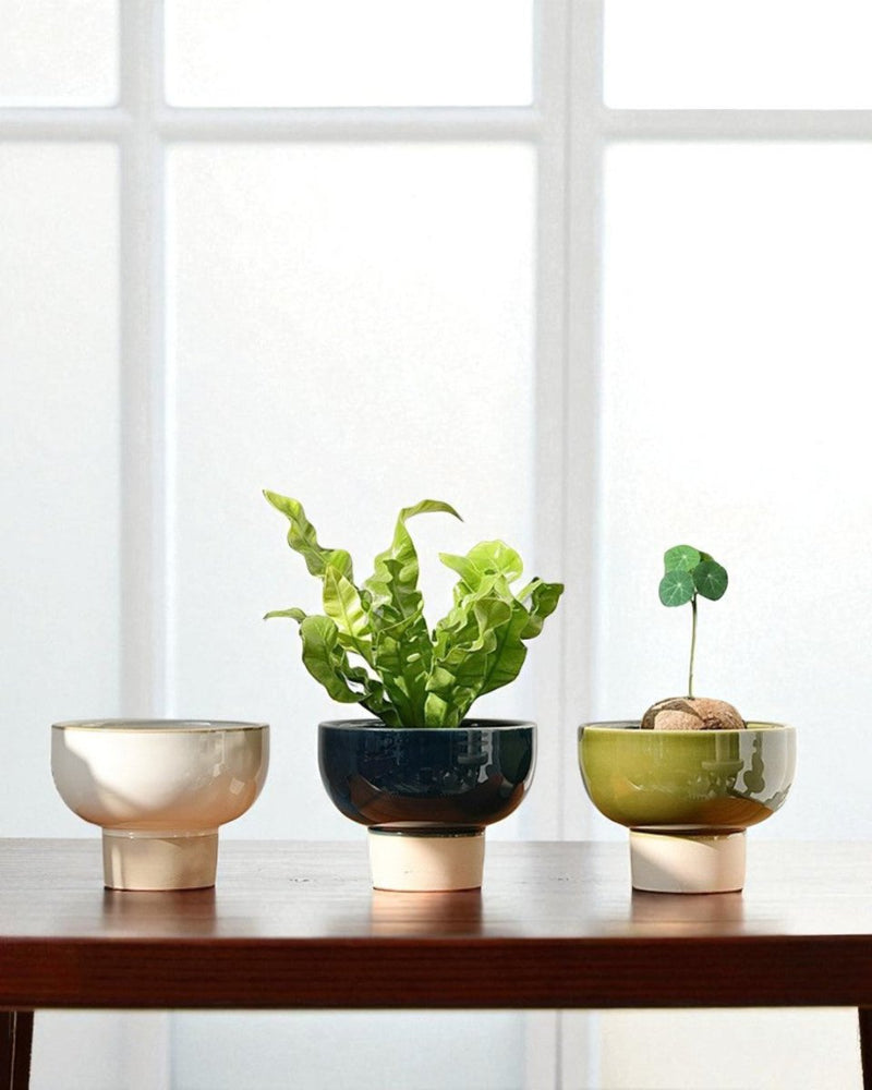 Two - Tone Bowl Pot - Planter - 5366447371355 - Tumbleweed Plants - Online Plant Delivery Singapore
