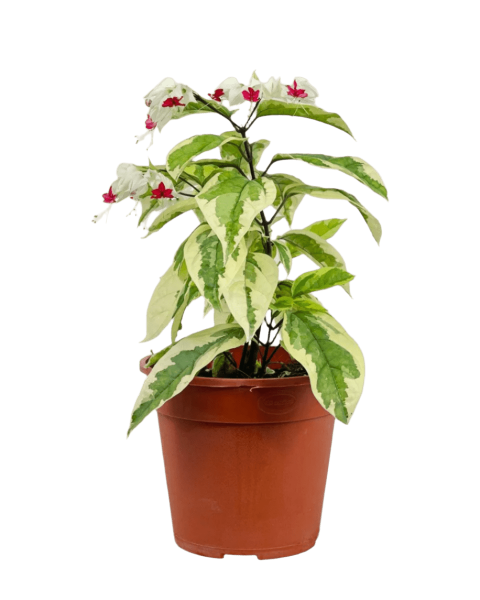 Variegated Clerodendrum Batik - Potted plant - POTT - VARI - GRW - 6309 - Tumbleweed Plants - Online Plant Delivery Singapore