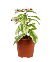 Variegated Clerodendrum Batik - Potted plant - POTT - VARI - GRW - 6309 - Tumbleweed Plants - Online Plant Delivery Singapore