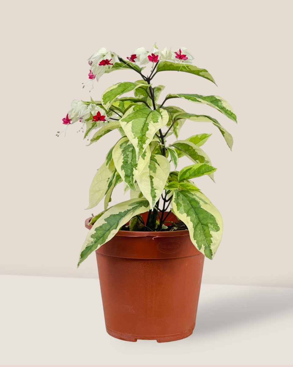 Variegated Clerodendrun Batik - grow pot - Potted plant - Tumbleweed Plants - Online Plant Delivery Singapore