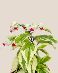 Variegated Clerodendrun Batik - grow pot - Potted plant - Tumbleweed Plants - Online Plant Delivery Singapore