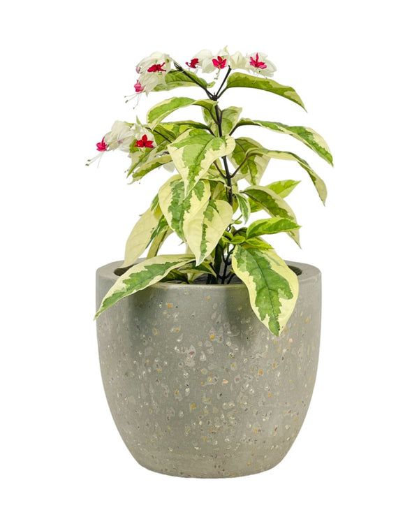 Variegated Clerodendrun Batik - grow pot - Potted plant - Tumbleweed Plants - Online Plant Delivery Singapore