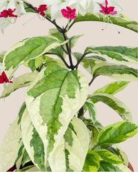 Variegated Clerodendrun Batik - grow pot - Potted plant - Tumbleweed Plants - Online Plant Delivery Singapore