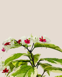 Variegated Clerodendrun Batik - grow pot - Potted plant - Tumbleweed Plants - Online Plant Delivery Singapore