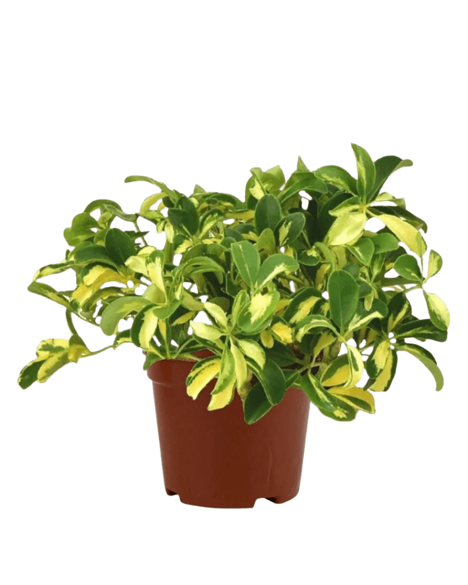 Variegated Dwarf Umbrella Tree - grow pot - Potted plant - Tumbleweed Plants - Online Plant Delivery Singapore