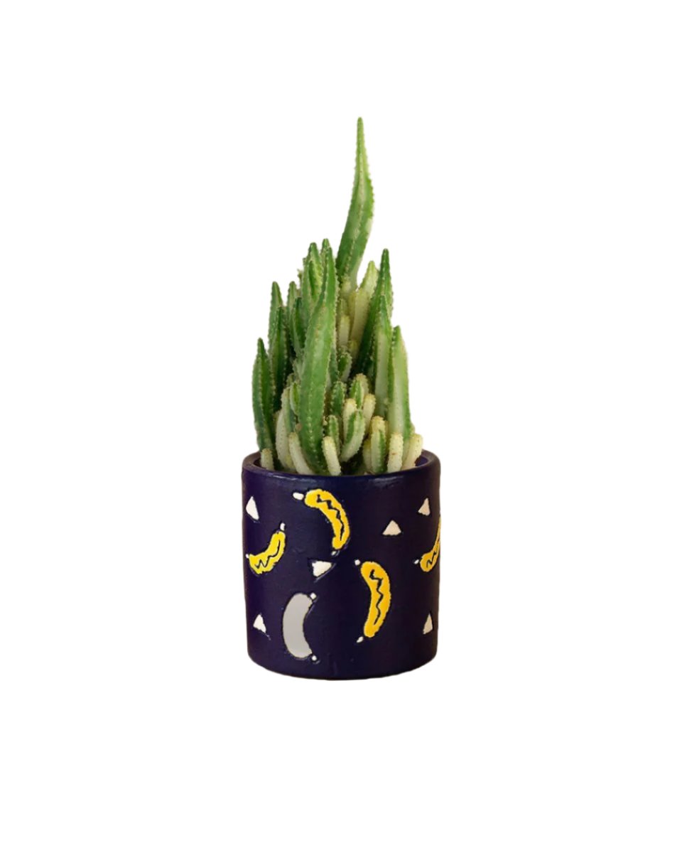 Variegated Fairy Castle Cactus - banana pot - Potted plant - Tumbleweed Plants - Online Plant Delivery Singapore