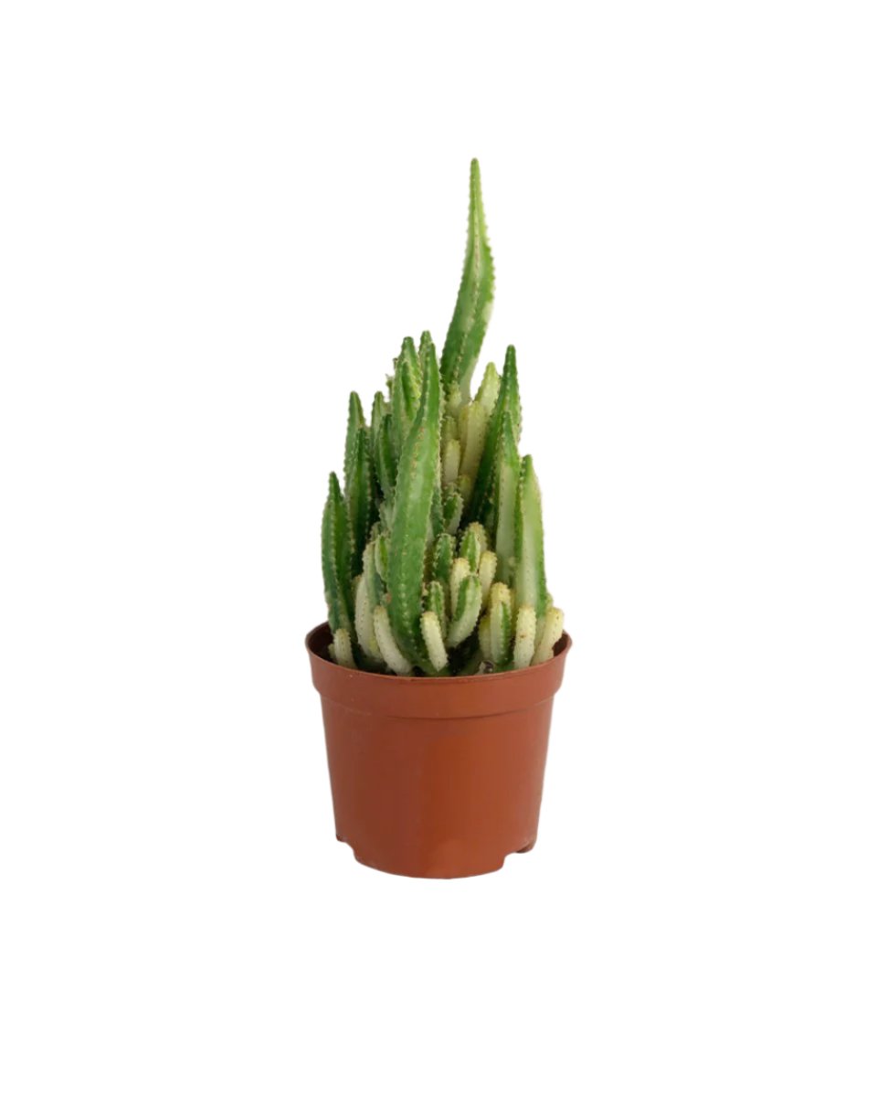 Variegated Fairy Castle Cactus - grow pot - Potted plant - Tumbleweed Plants - Online Plant Delivery Singapore