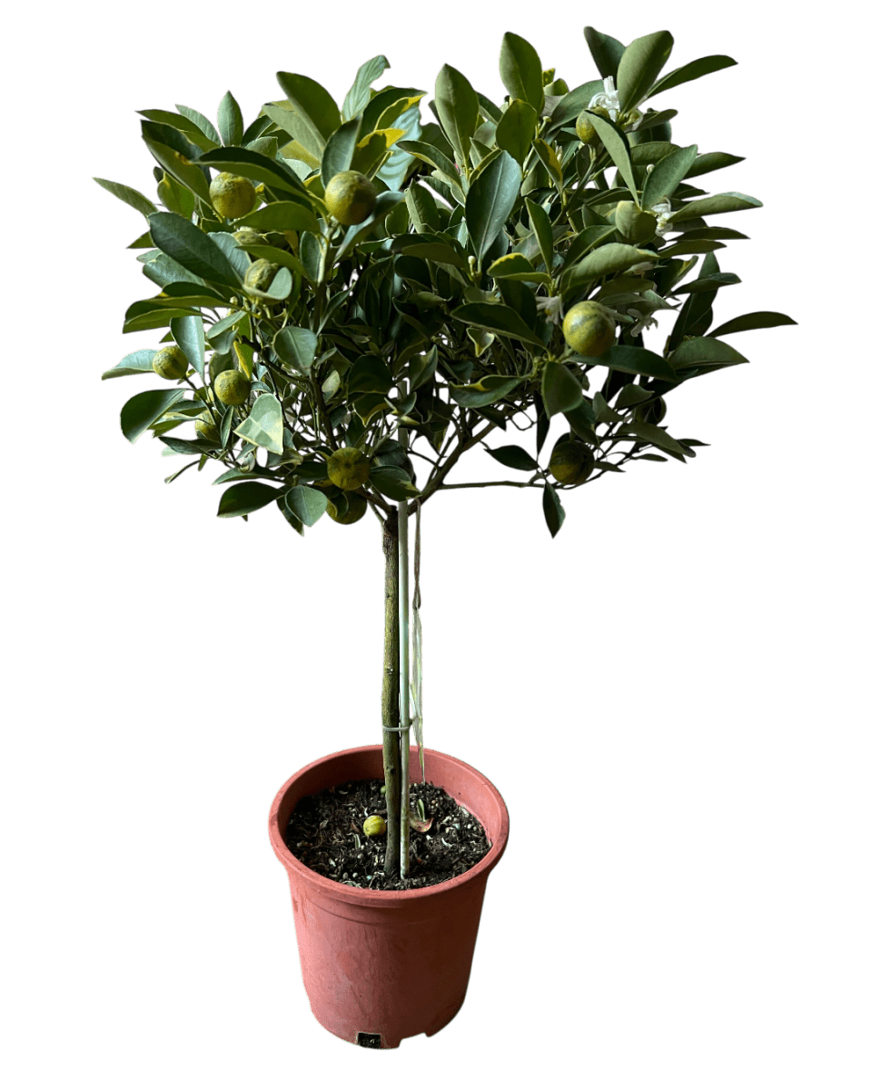 Variegated Lime Tree - Potted plant - POTT - VARI - GRW - 7388 - Tumbleweed Plants - Online Plant Delivery Singapore
