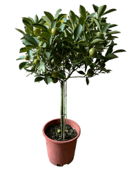 Variegated Lime Tree - Potted plant - POTT - VARI - GRW - 7388 - Tumbleweed Plants - Online Plant Delivery Singapore