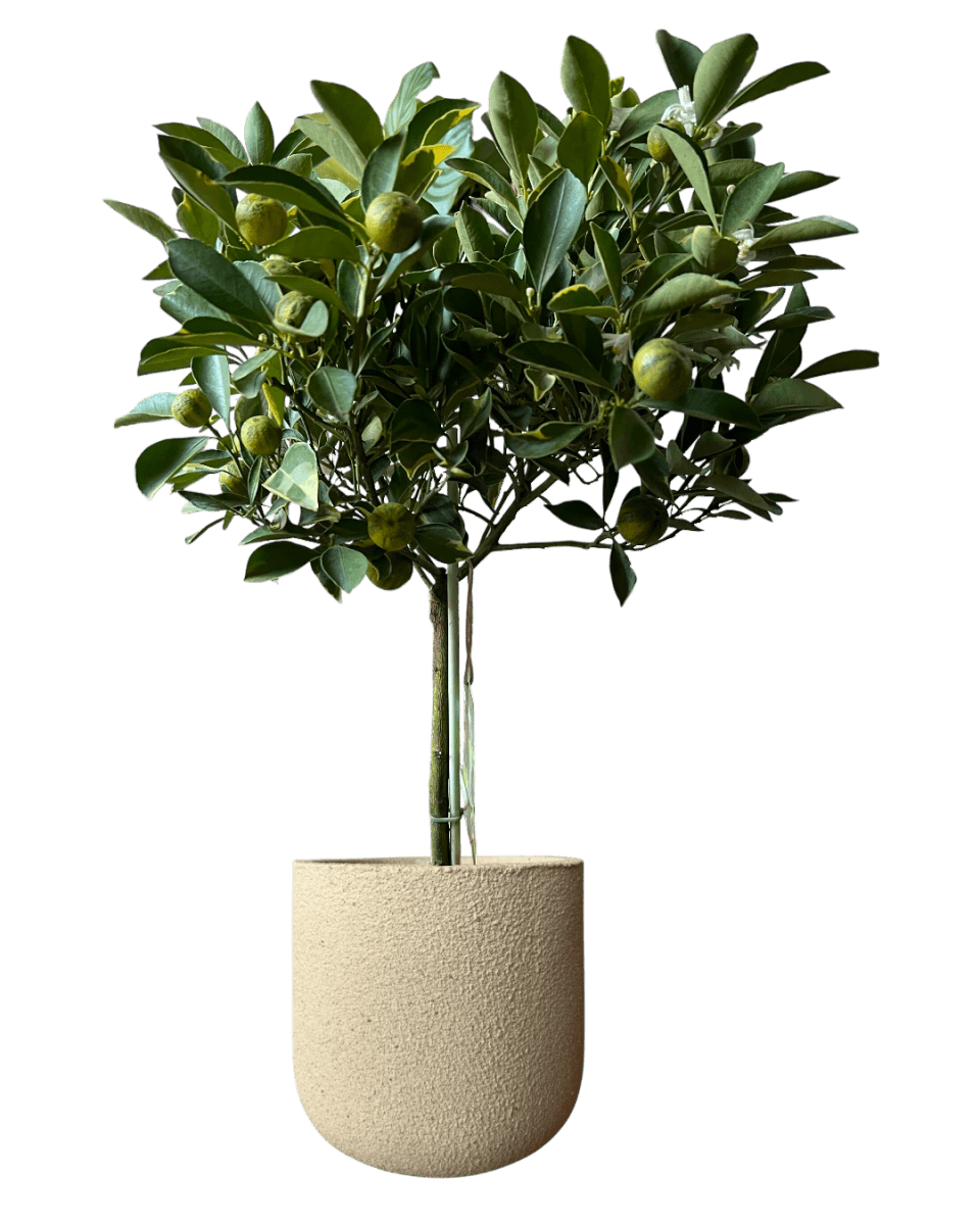 Variegated Lime Tree - Potted plant - POTT - VARI - GRW - 7388 - Tumbleweed Plants - Online Plant Delivery Singapore