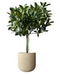Variegated Lime Tree - Potted plant - POTT - VARI - GRW - 7388 - Tumbleweed Plants - Online Plant Delivery Singapore
