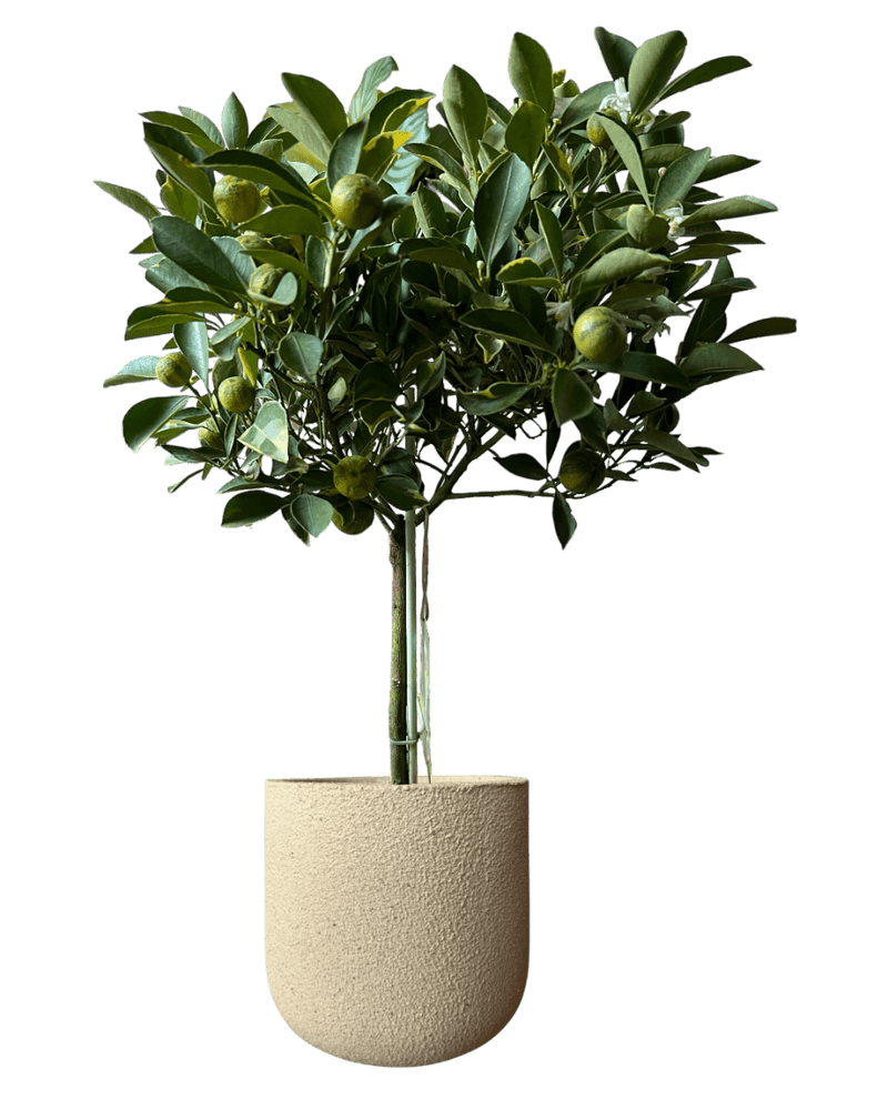 Variegated Lime Tree - Potted plant - POTT - VARI - GRW - 7388 - Tumbleweed Plants - Online Plant Delivery Singapore