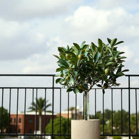 Variegated Lime Tree