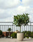 Variegated Lime Tree