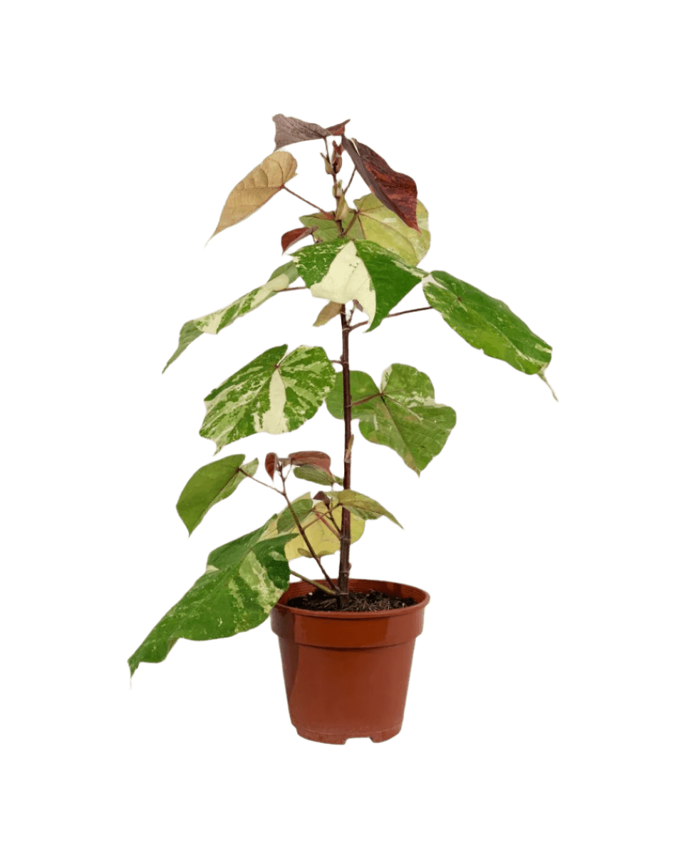 Variegated Sea Hibiscus - Potted plant - POTT - VARI - GRW - 3604 - Tumbleweed Plants - Online Plant Delivery Singapore