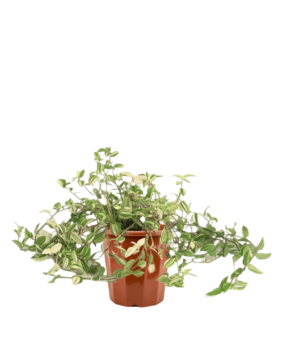 Grow Pot