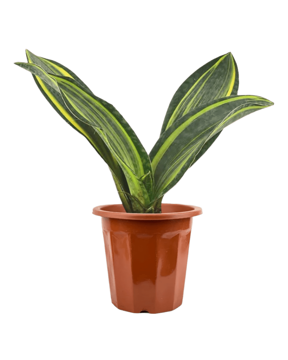 Variegated Whale Fin Sansevieria in a grow pot