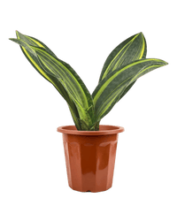 Variegated Whale Fin Sansevieria in a grow pot