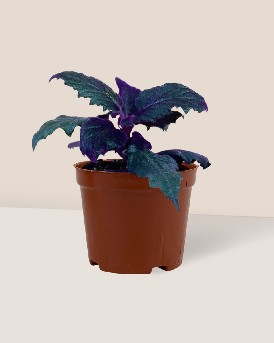 Velvet Plant Medium - Potted plant - POTT - VELV - GRW - 6666 - Tumbleweed Plants - Online Plant Delivery Singapore