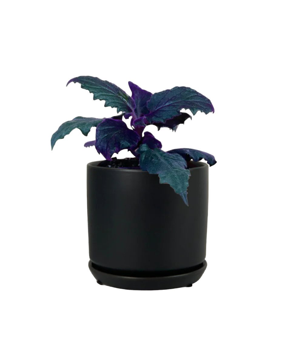 Velvet Plant Medium - Potted plant - POTT - VELV - GRW - 6666 - Tumbleweed Plants - Online Plant Delivery Singapore