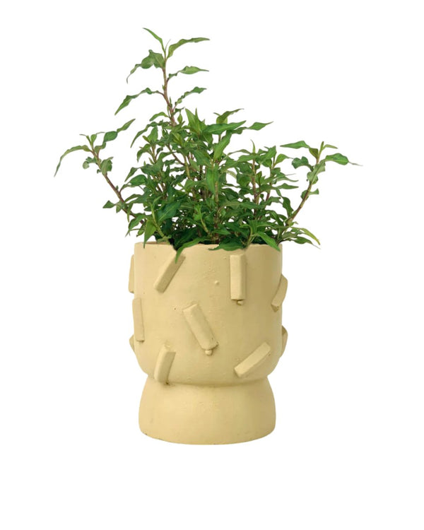 Vietnamese Coriander Herb (Laksa Leaf) - grow pot - Potted plant - Tumbleweed Plants - Online Plant Delivery Singapore