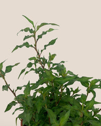 Vietnamese Coriander Herb (Laksa Leaf) - grow pot - Potted plant - Tumbleweed Plants - Online Plant Delivery Singapore