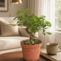 Vitex Negundo Bonsai